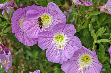 Wall Mural - closeup shot of blossom purple pinkladies flowers with green leaves on the ground