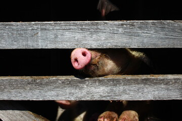 Piglet looking behind wooden pigpen fence