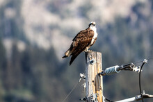 Osprey Perched On A Fence
