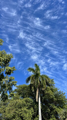 Vertical shot of palm trees against the blue sky.