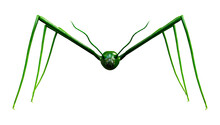 3D Rendering Stick Insect On White
