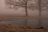 Fototapeta Na ścianę - Still moment of the trees in the fog
