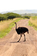 Ostrich crossing a safari dirt road