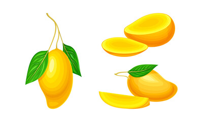 Poster - Fresh ripe mango set. Whole and pieces of sweet juicy organic fruit vector illustration