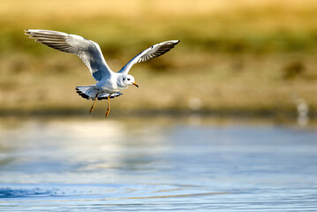 Wall Mural - Shallow focus shot of a flying black-headed gull (Larus ridibundus)