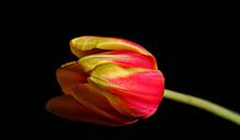 Rot Gelbe Tulpen Vor Schwarzem Hintergrund In Nahansicht