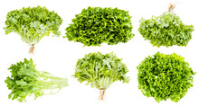 Set Of Fresh Green Curly Endive Lettuce Isolated On White Background