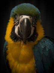 Sticker - Vertical close-up shot of an Ara parrot in the dark background.