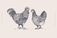 Rooster And Chicken. Hand-drawn Retro Picture With Domestic Birds In Engraving Style. Can Be Used For Restaurant Menu Design, Market Packaging, And Labels. Vector Vintage Illustration.