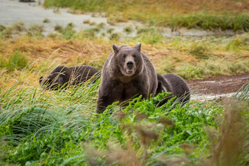 Sticker - Selective of bears in a field in Alaska