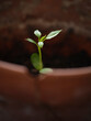 © Kai - sprouted apple seed