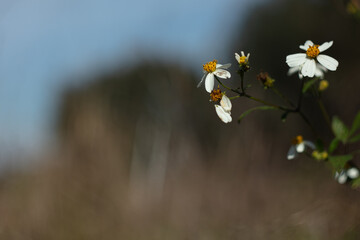 Wall Mural - Growing bidens pilosa or black-jack in the sun