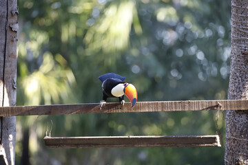 Beautiful shot of a Big Toucan bird on a wood in the park with blurred background
