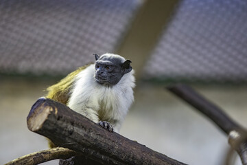 Closeup of a pied tamarin sitting on a branch of a tree inside a zoo cage