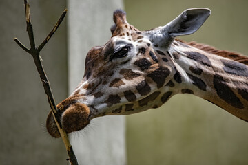 Closeup portrait of a giraffe's head picking on a bare branch of a tree with its c