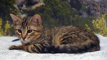 Wall Mural - tabby with brown kitten 4 months old