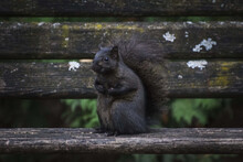 Closeup Of A Tiny Black Squirrel Sitting On A Dark Wooden Bench