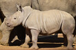 A young baby white rhinoceros bred in captivity with its mother in the background