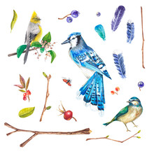 A Set Of Watercolor Illustrations With Birds, Branches, Feathers And Berries. Isolated On A White Background. Suitable For Design, Postcards, Wedding Invitations, Packaging, Printed Products, Textiles