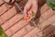 Closeup Of A Hand Holding A Tiny Carrot And Watering It With Another Against A Brick Wall