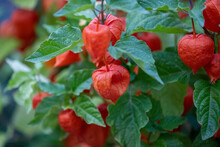Closeup Of Red Physalis Plant In A Garden