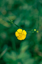 Selective Focus Of Yellow Wildflower Blooming In A Field