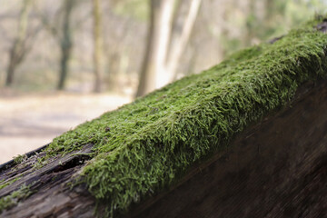 Closeup shot of moss on the tree bark
