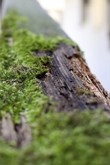 Closeup shot of moss on the tree bark