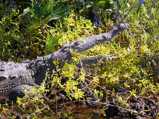 Canvas Print - Crocodile with an open mouth at the seaside in Cozumel, Yucatan, Mexico