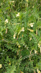 Sticker - Fleurs des champs de bords de chemins