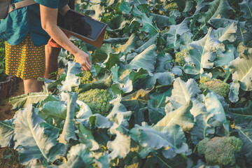 Wall Mural - Female gardener use digital tablet for research and checking quality fresh broccoli leaf in organic farm. Asian farmer control on broccoli field. Agriculture or cultivation concept. Selective focus.