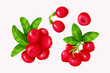 Vector set of lingonberry with leaves isolated on a white background.
