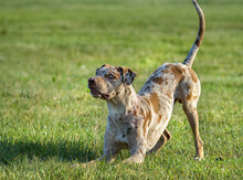 18 Month Male Catahoula Leopard Hound Dog Play Bows On Grass Lawn