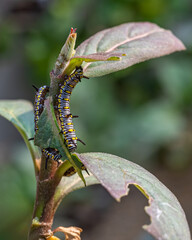 Sticker - Closeup shot of two Caterpillars on a milkweed tree resting on a plant