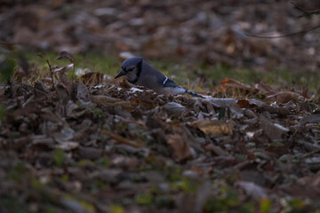 Canvas Print - Shallow focus shot of a blue jay perched on the grass, covered with autumn foliage