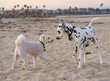 Dalmation dog greets another dog at Ocean Beach, CA shoreline