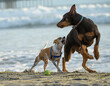 Terrier and Doberman dogs play, run and splash on Ocean Beach, CA shoreline