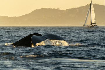 Wall Mural - humpback whale slapping tail in cabo san lucas