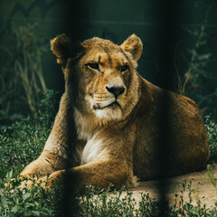 Poster - Closeup shot of a lion staring