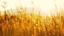 grass flower in wind blowing with evening light sunset golden hour, beautiful in nature background, slow motion