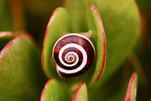 Closeup Shot Of A Spiral Snail On The Green Plant Leaf Against A Blurred Background