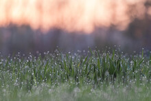 Closeup Of Green Grass Covered With Dewdrops After Heavy Rain At Sunset