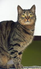 Wall Mural - european shorthair cat on a light background