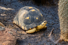 Closeup Shot Of A Big Tortoise With Beautiful Yellow Patterns On The Ground