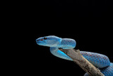Fototapeta Zwierzęta - Blue viper snake closeup on branch,blue insularis,Trimeresurus Insularis