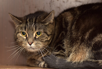 Wall Mural - brown tabby cat with yellow eyes