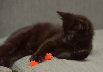 Wall Mural - black  playful kitten on the couch