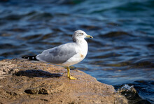 Closeup Of A Seagull On A Rock By The Sea