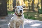 Fototapeta Zwierzęta - White female American Bulldog