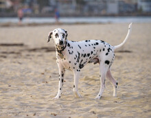 Dalmation Dog On Beach Sand